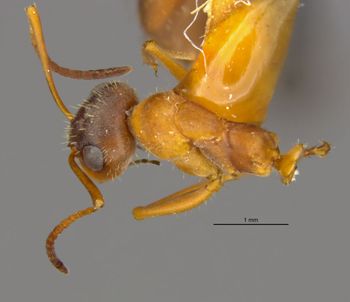 Media type: image;   Entomology 553610 Aspect: habitus dorsal view